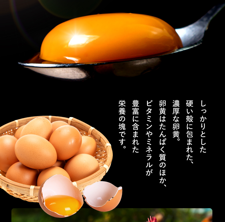 しっかりとした硬い殻に包まれた、濃厚な卵黄。卵黄はたんぱく質のほか、ビタミンやミネラルが豊富に含まれた栄養の塊です。