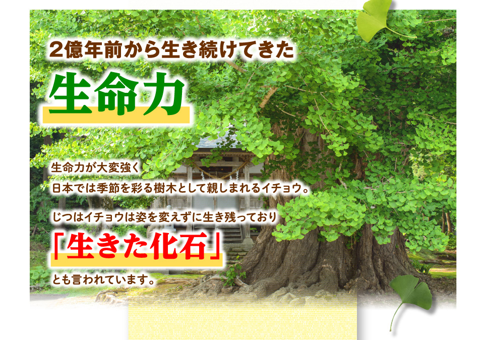 2億年前から生き続けてきた生命力　生命力が大変強く　日本では季節を彩る樹木として親しまれるイチョウ。　じつはイチョウは姿を変えずに生き残っており　「生きた化石」とも言われています。