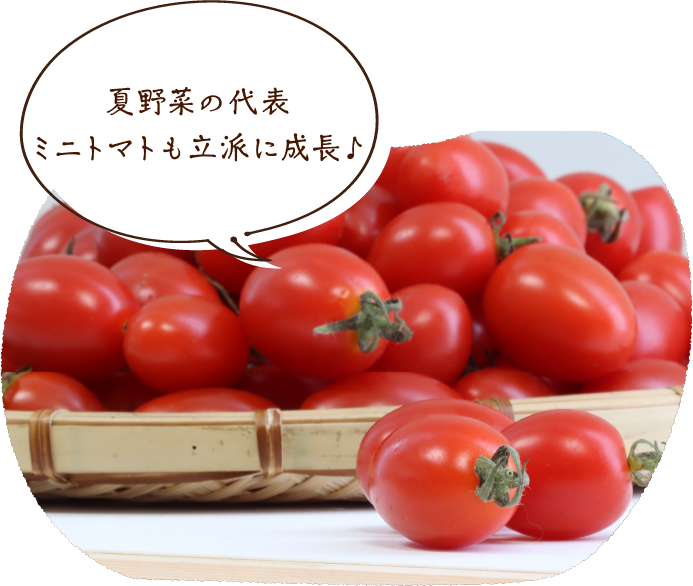 夏野菜の代表 ミニトマトも立派に成長♪