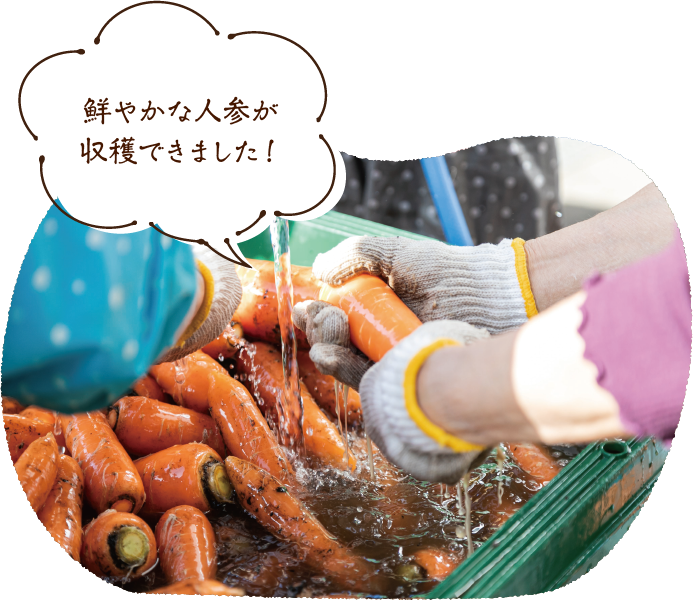 鮮やかな人参が収穫できました!