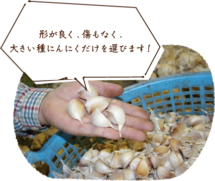 形が良く、傷もなく、大きい種にんにくだけを選びます!