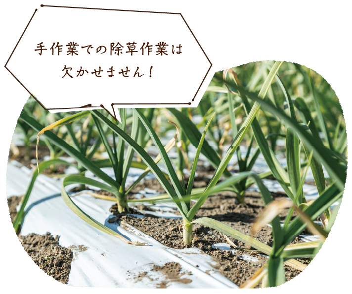 手作業での除草作業は欠かせません!