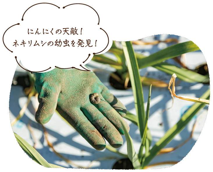にんにくの天敵!ネキリムシの幼虫を発見!