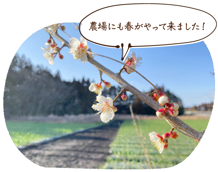 農場にも春がやって来ました!