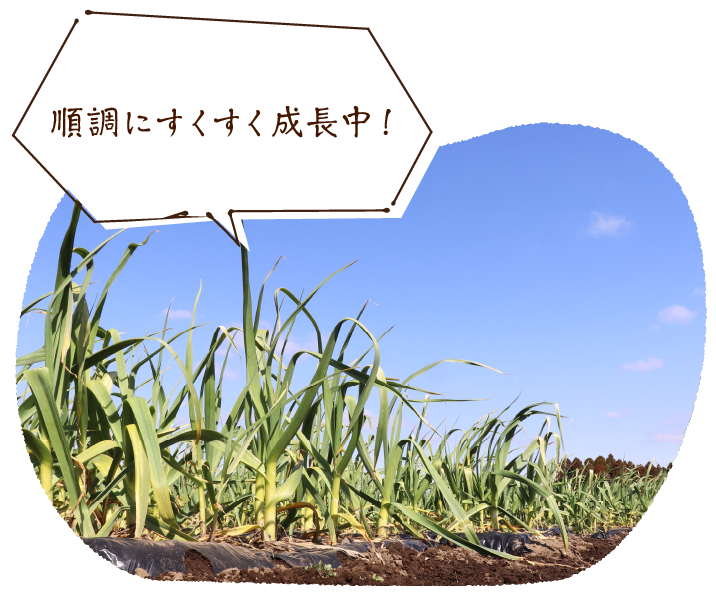 順調にすくすく成長中!