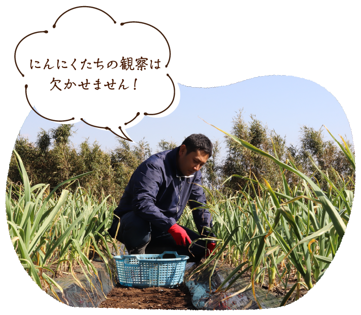 にんにくたちの観察は欠かせません!