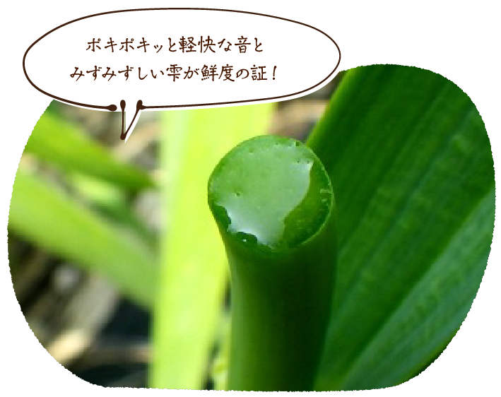 ポキポキッと軽快な音とみずみずしい雫が鮮度の証!