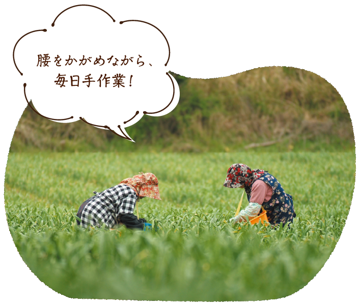 腰をかがめながら、毎日手作業!!