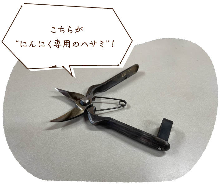 こちらが“にんにく専用のハサミ”！