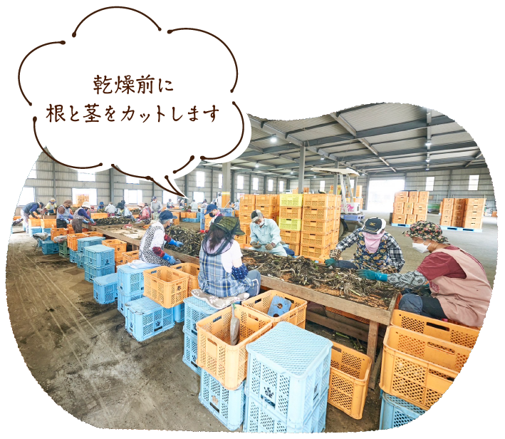 乾燥前に根と茎をカットします!