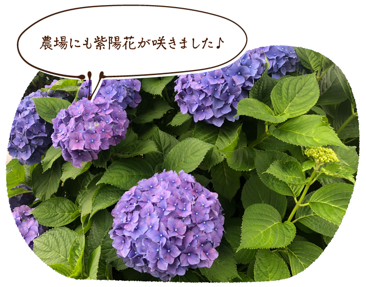 農場にも紫陽花が咲きました♪