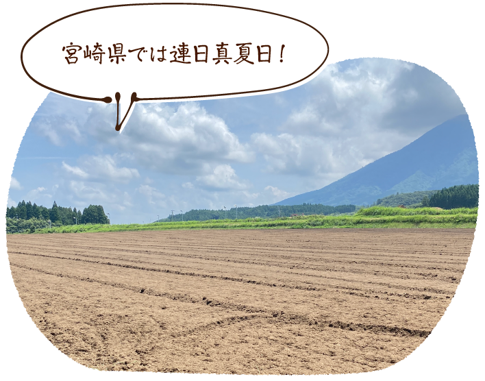 宮崎県では連日真夏日!