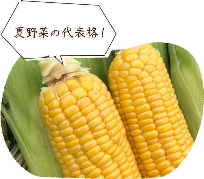 夏野菜の代表格！