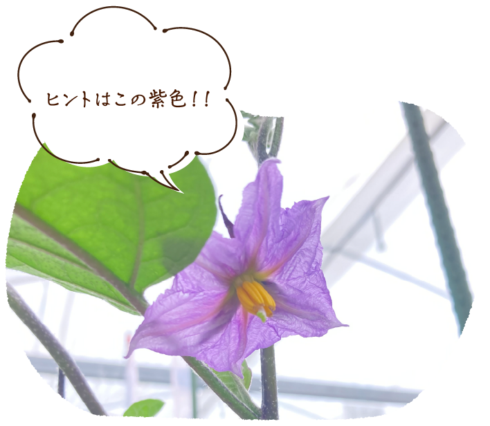 ヒントはこの紫色!!