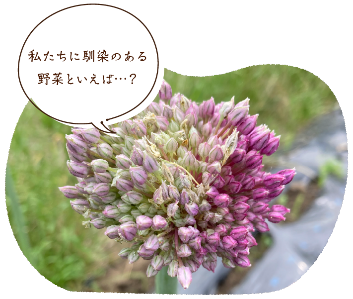 私たちに馴染のある野菜といえば…?