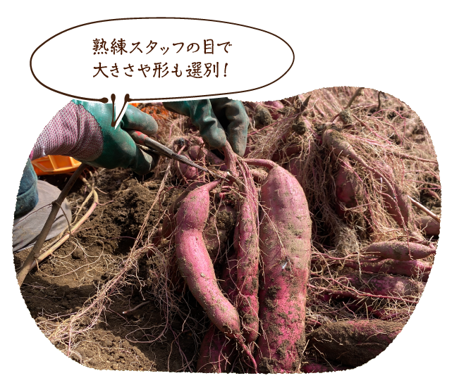 熟練スタッフの目で大きさや形も選別!