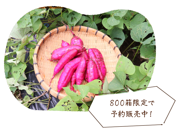 800箱限定で予約販売中!