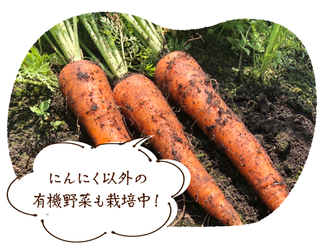 にんにく以外の有機野菜も栽培中!