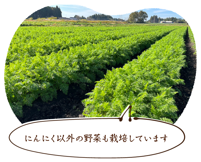 にんにく以外の野菜も栽培しています