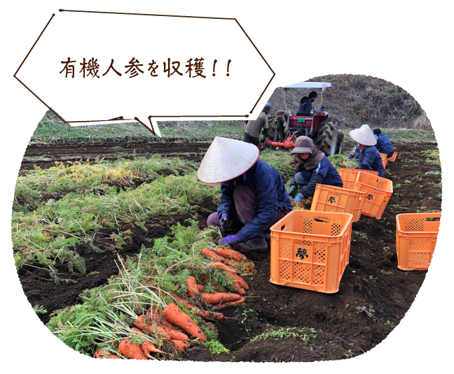 有機人参を収穫!!