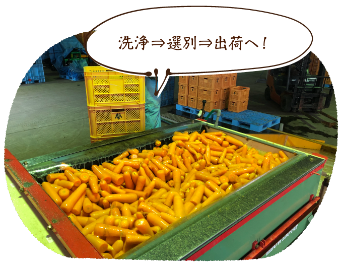 洗浄⇒選別⇒出荷へ!