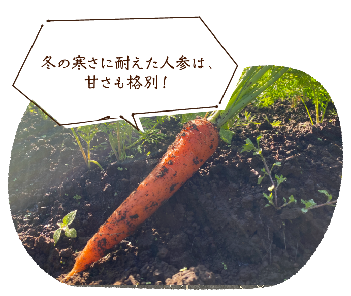 冬の寒さに耐えた人参は、甘さも格別!