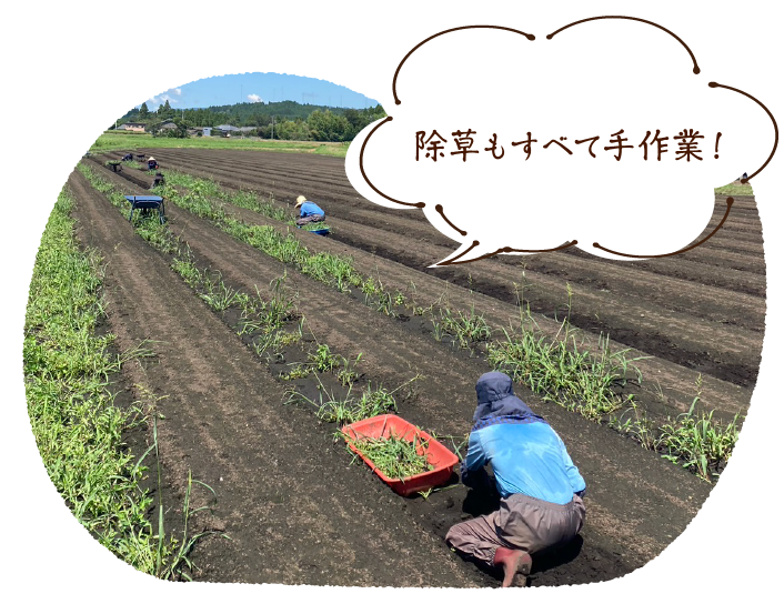 除草もすべて手作業!
