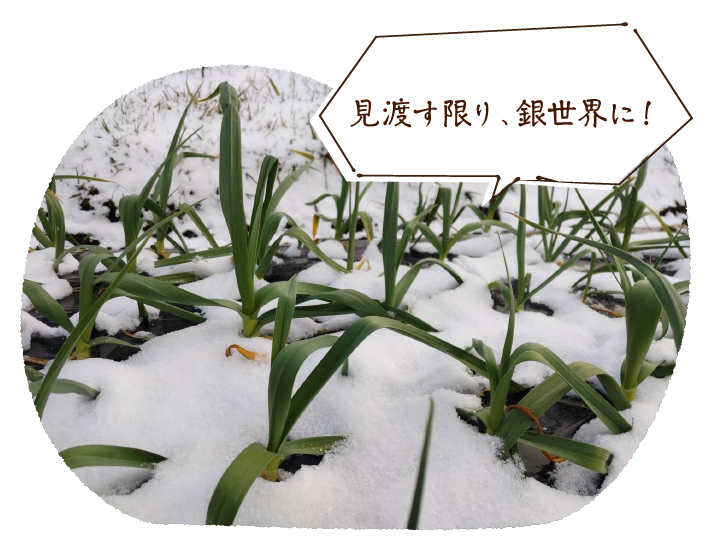 見渡す限り、銀世界に!