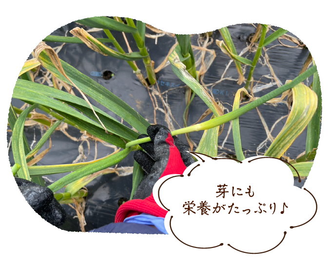 芽にも栄養がたっぷり♪!