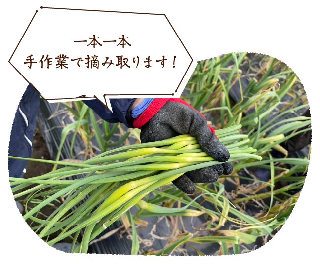 一本一本手作業で摘み取ります!