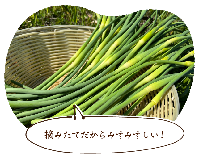 摘みたてだからみずみずしい!