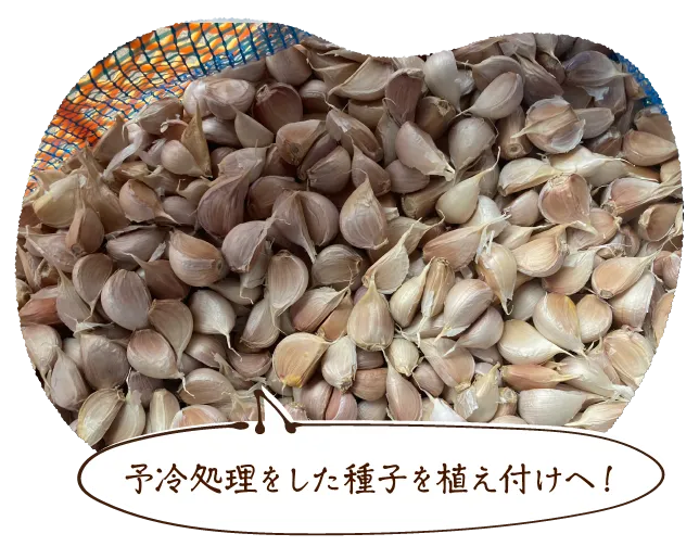 予冷処理をした種子を植え付けへ!