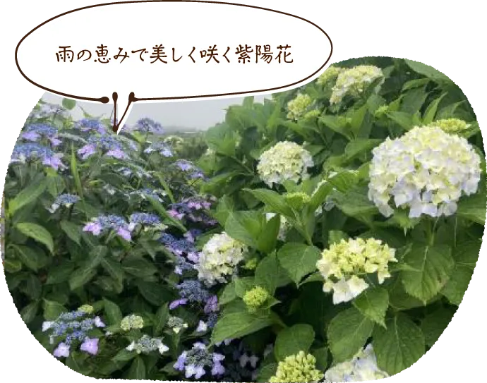 雨の恵みで美しく咲く紫陽花