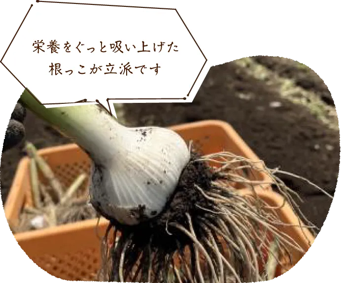 栄養をぐっと吸い上げた根っこが立派です