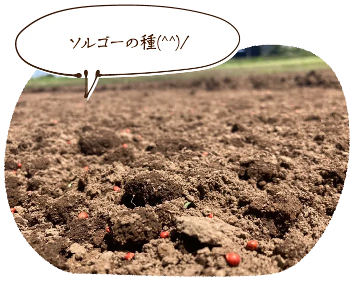 ソルゴーの種(^^)/