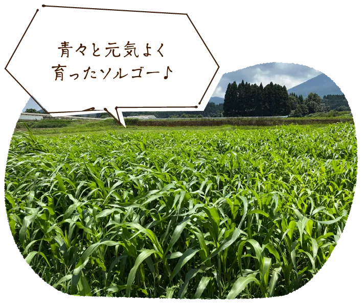 青々と元気よく育ったソルゴー♪