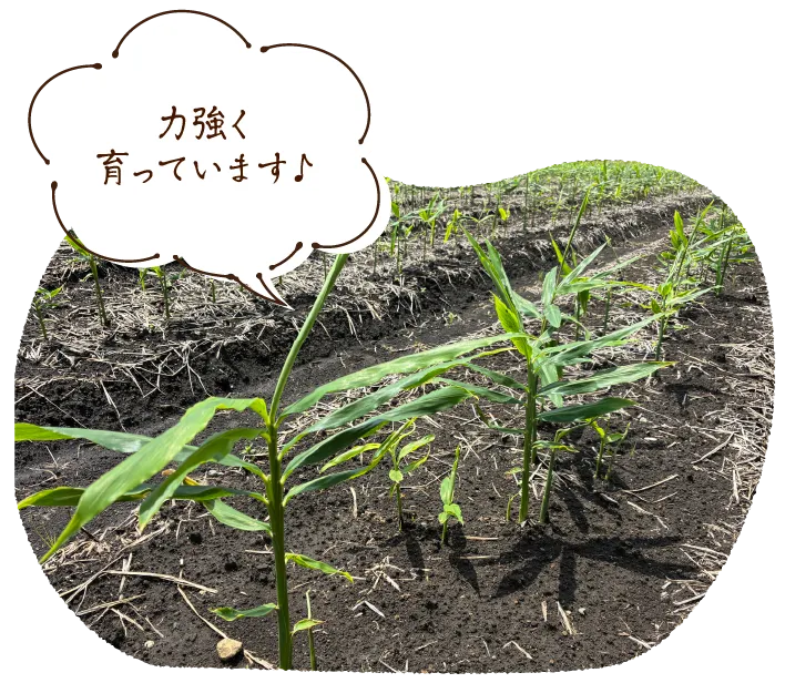 力強く育っています♪