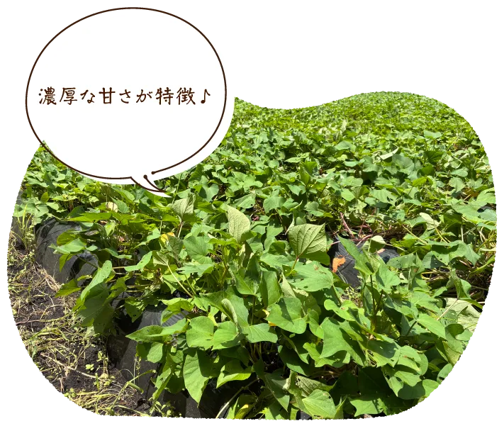 濃厚な甘さが特徴♪