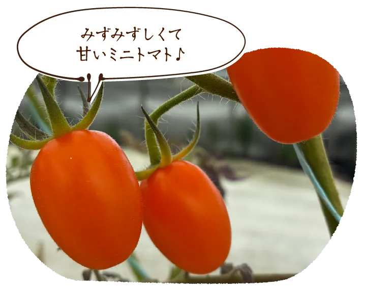 みずみずしくて甘いミニトマト♪