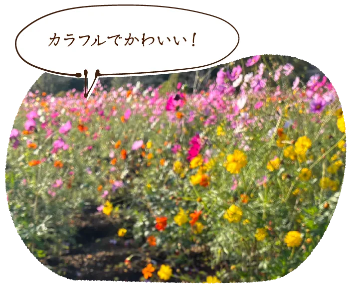 カラフルでかわいい!