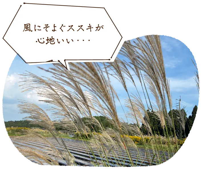 風にそよぐススキが心地いい・・・