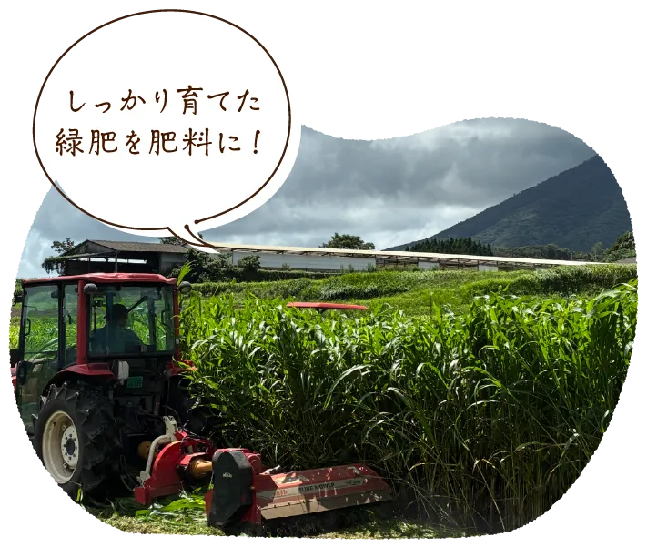 しっかり育てた緑肥を肥料に!