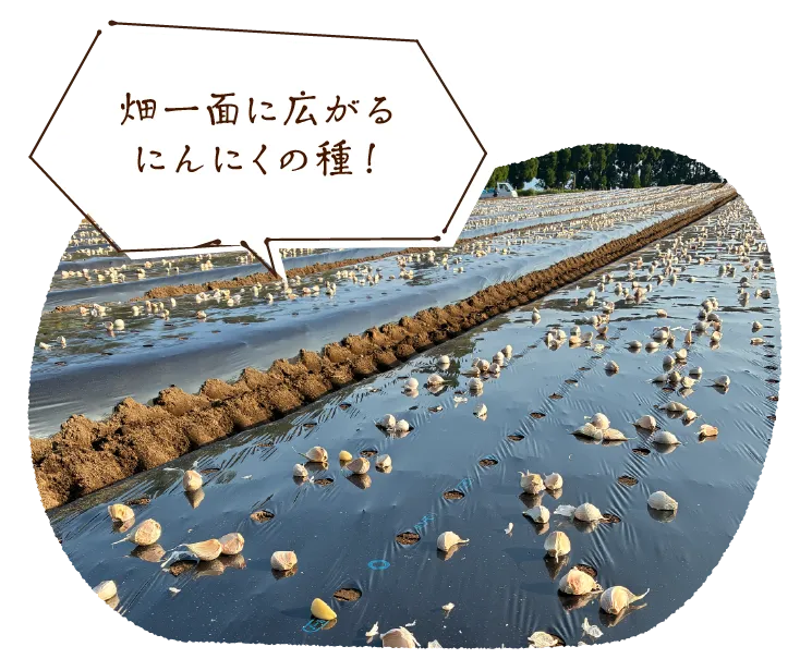 畑一面に広がるにんにくの種!