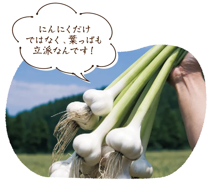 にんにくだけではなく、葉っぱも立派なんです!