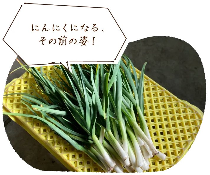 「にんにくになる、その前の姿！」