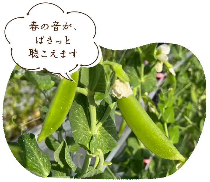 「春の音が、ぱきっと聴こえます」