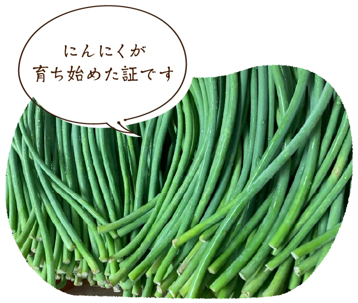 「にんにくが育ち始めた証です」