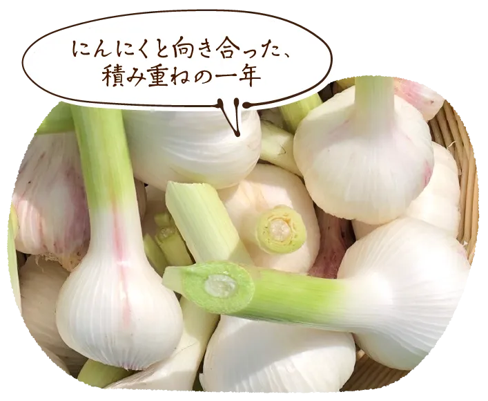 「にんにくと向き合った、積み重ねの一年」