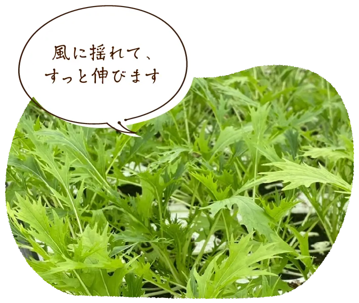 「風に揺れて、すっと伸びます」