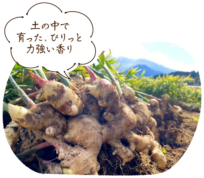 「土の中で育った、ぴりっと力強い香り」